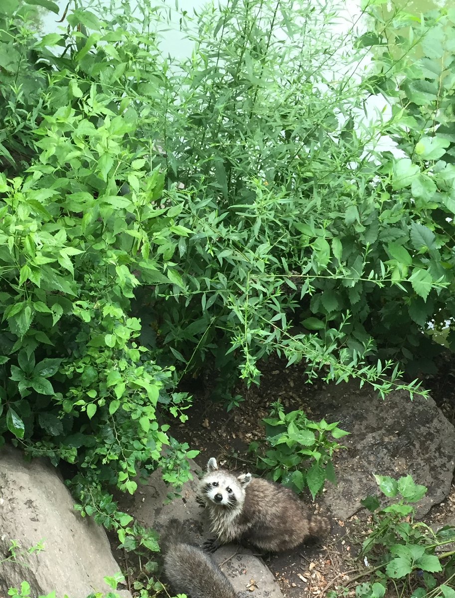 NYCParks's tweet photo. Today is International Raccoon Appreciation Day - these highly intelligent sneaky bandits are always looking for food and shelter. We share our spaces with them and they’re New Yorkers too! 🦝 https://t.co/jpvU7UteSY
