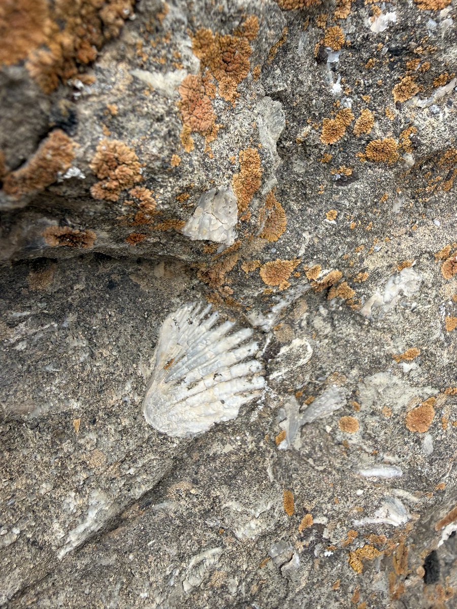 pastorlocke's tweet photo. I took these pictures of seashells on the top of the Ararat Mountains. Yes, a global flood took place. Yes, Noah’s Ark is real. Yes, evolution is a joke and a scam. https://t.co/h1HN0HvFiN