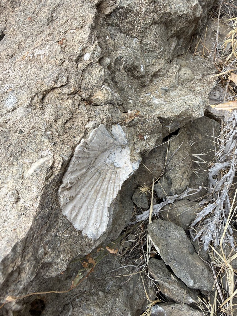 pastorlocke's tweet photo. I took these pictures of seashells on the top of the Ararat Mountains. Yes, a global flood took place. Yes, Noah’s Ark is real. Yes, evolution is a joke and a scam. https://t.co/h1HN0HvFiN
