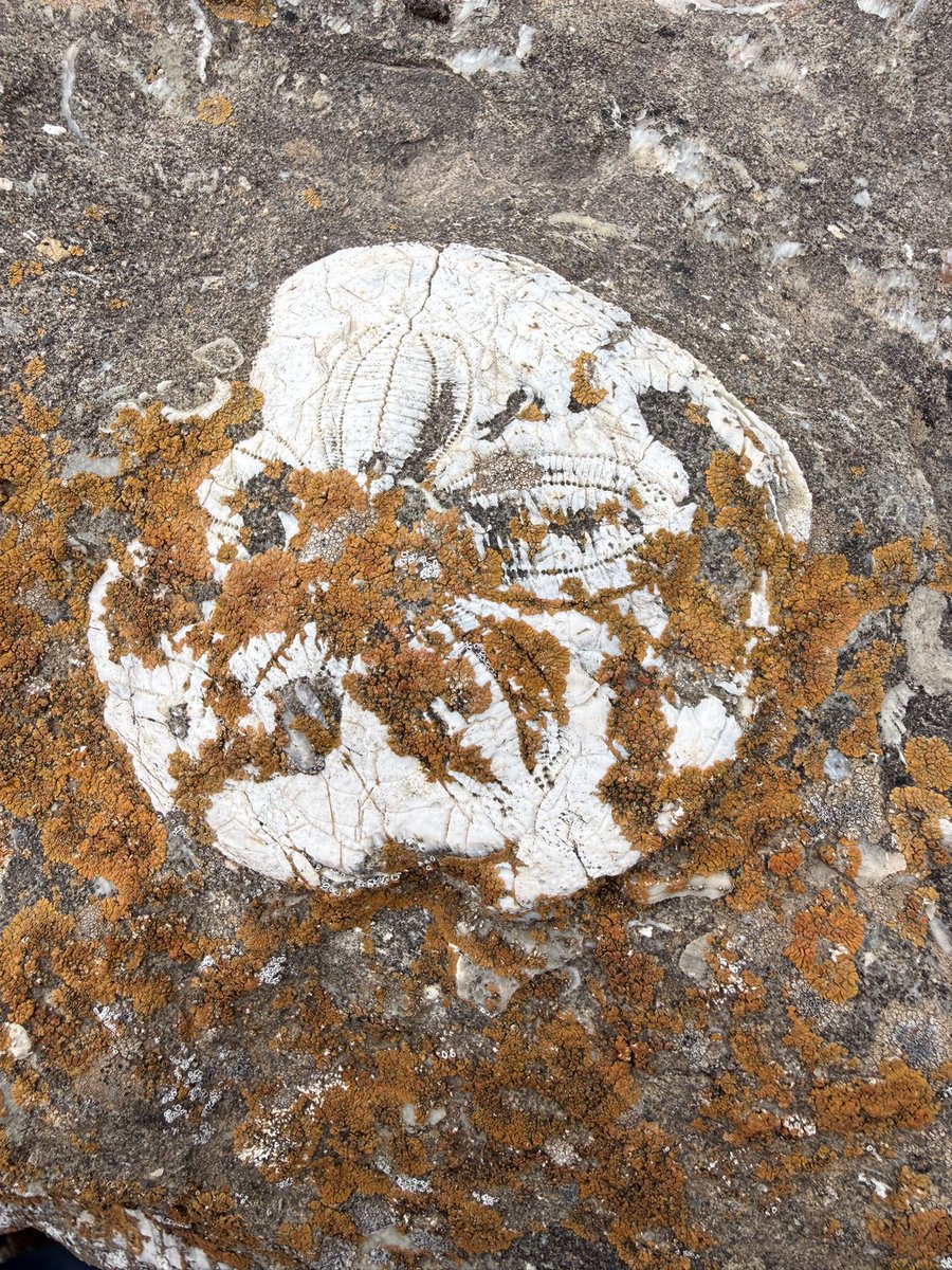 pastorlocke's tweet photo. I took these pictures of seashells on the top of the Ararat Mountains. Yes, a global flood took place. Yes, Noah’s Ark is real. Yes, evolution is a joke and a scam. https://t.co/h1HN0HvFiN