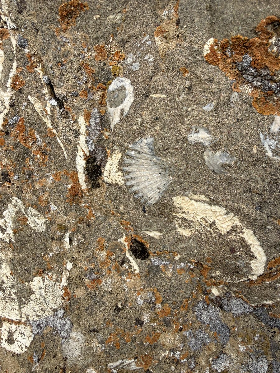 pastorlocke's tweet photo. I took these pictures of seashells on the top of the Ararat Mountains. Yes, a global flood took place. Yes, Noah’s Ark is real. Yes, evolution is a joke and a scam. https://t.co/h1HN0HvFiN