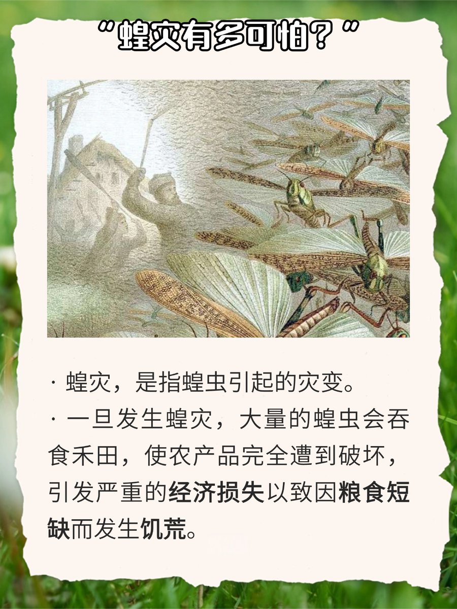 brand_onf93_c0b's tweet photo. Locusts invade Europe, the courage of farmers keeps them going! https://t.co/GACnXD3emb
