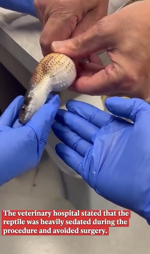 A pair of hands wearing blue medical gloves holds a snake, with another person's hands visible nearby; text overlay states 'The veterinary hospital stated that the reptile was heavily sedated during the procedure and avoided surgery.'