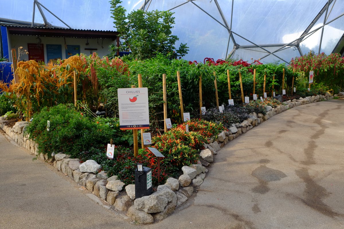 SeaSpringSeeds's tweet photo. We have been selling seeds to the Eden Project for years for a capsicum display in the Mediterranean Dome. So we took a trip to Cornwall to see it.
Our chillies look great, and the labelling gives us full credit for varieties we bred. #chillies #edenproject https://t.co/TzOtEwI6dz