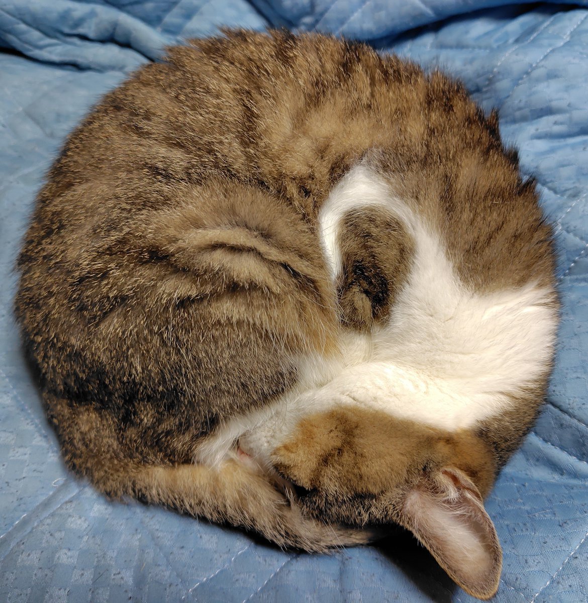 hatuse_amane's tweet photo. ちょっと丸すぎるか😻
#猫 https://t.co/U4wJt6oVPv
