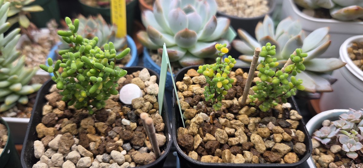 _4RuFa_'s tweet photo. ドロサンテマムｪのアイスクリスタルｪ…
もう1つ(2苗?)も鉢上げしたよぉ……
あと1つは……上の段にもう少し余裕作ってからにしまするぜ https://t.co/35JO03xHmU