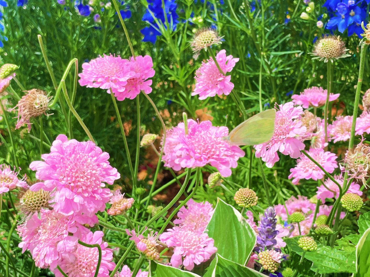 DewayneStr2en's tweet photo. Jugamos a contar flores en el parque hoy! Mi hija me enseó un juego nuevo, la risa suya es el mejor premio del día. https://t.co/VJLcztwhck