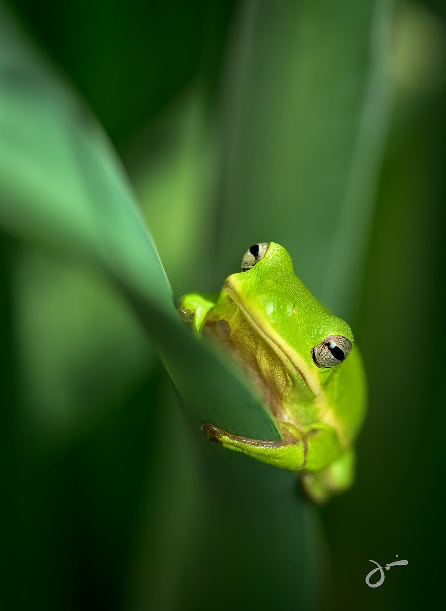 cuchovivas's tweet photo. Green Tree Frog
Nikon Z8 | NIKKOR Z MC 105mm f/2.8 VR S 105mm | f/7.1 | 1/200 sec | ISO 200
June 27, 2024
#GreenTreeFrog #TreeFrog #MacroPhotography #WildlifePhotography #NikonZ8 #NikonPhotography https://t.co/2zM85S7QmS