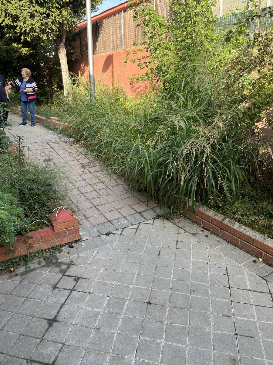 caracabra09's tweet photo. @Lineamadrid  la calle Gainza a la altura del número 229 está impracticable debido a que el jardín no tiene mantenimiento.
Agradecería si fuera posible que vinieran el servicio de jardinería.
Gracias https://t.co/Eb2WGriYu2