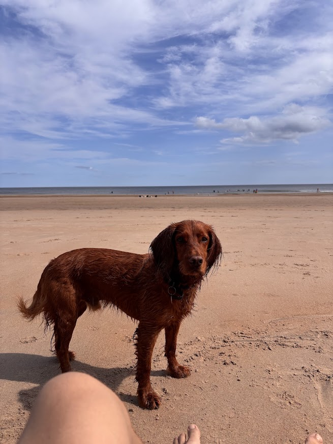millypod1's tweet photo. BARNEY HOME SAFE. THANKS FOR RT's 😊🐕🐾
🆘30 SEPT 2026 #Lost Barney #ScanMe
Cocker Spaniel Male
Broomley Woods #Broomley #NE43
parish #Stocksfield #Northumberland Prudhoe North https://t.co/JqUp703Acr https://t.co/7V3OiMrnSb
