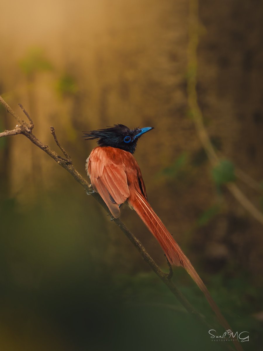 SunilMG7's tweet photo. A few shots from the Vivo X300 Ultra with the 400mm Telephoto Kit. 📷

#vivox300ultra #shotonsnapdragon #vivovoicecollectove @Vivo_India @Snapdragon https://t.co/gJGFiRl1vS