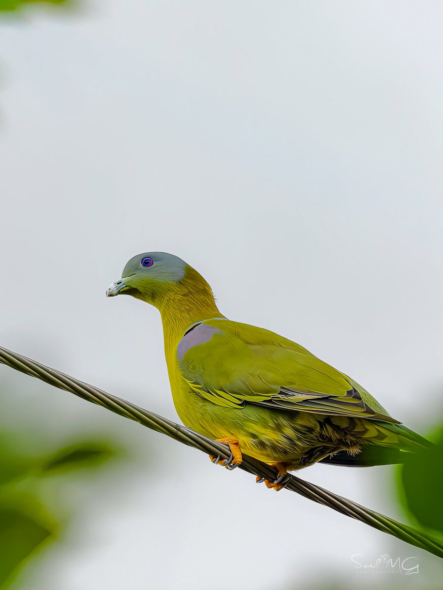 SunilMG7's tweet photo. A few shots from the Vivo X300 Ultra with the 400mm Telephoto Kit. 📷

#vivox300ultra #shotonsnapdragon #vivovoicecollectove @Vivo_India @Snapdragon https://t.co/gJGFiRl1vS