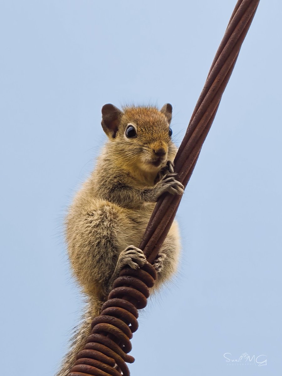 SunilMG7's tweet photo. A few shots from the Vivo X300 Ultra with the 400mm Telephoto Kit. 📷

#vivox300ultra #shotonsnapdragon #vivovoicecollectove @Vivo_India @Snapdragon https://t.co/gJGFiRl1vS