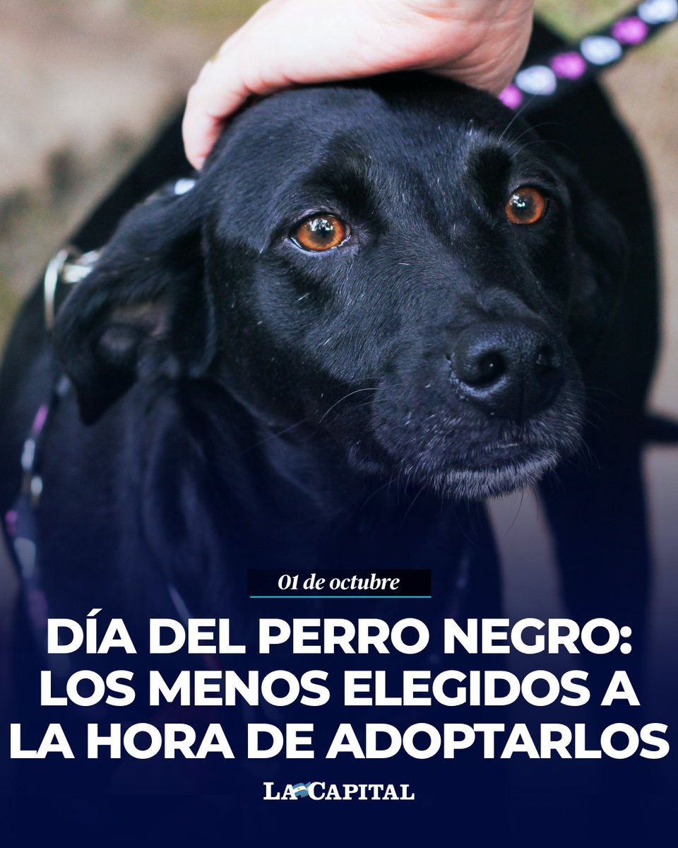 lacapital's tweet photo. 🐕‍🦺❤️ DÍA INTERNACIONAL DEL PERRO NEGRO 

Esta fecha tiene como objetivo principal generar conciencia y promover la adopción de los canes de pelaje oscuro, quienes estadísticamente enfrentan las tasas de adopción más bajas en los refugios de todo el mundo. La iniciativa nació originalmente en Estados Unidos y se ha extendido a nivel global debido a una problemática real en los refugios de animales conocida como el "síndrome del perro negro".

🫂 La conmemoración de este día nos recuerda que el temperamento, la lealtad y la capacidad de dar amor de un compañero canino no dependen en absoluto del color de su pelaje.