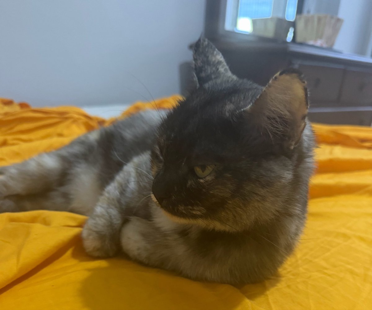 hululiskoo's tweet photo. ailemi yılda kısıtlı görüyorum, gittiğimde de anne babamın tüm ilgisi üzerimde oluyor, onlar sarılıp öptükçe bu oç bana kinleniyor çünkü annemle babamı herkesten çok kıskanıyor. bana tepki olsun diye yere işedi annem 2 saat odada ceza verdi, gidip moral verelim dedik triplere bak https://t.co/bdSPlnHK52