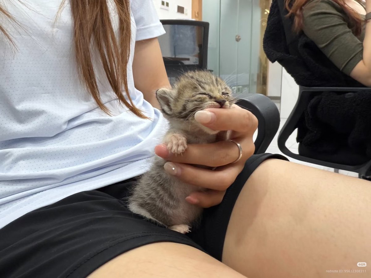 nocontextscats's tweet photo. so smol https://t.co/LqgWKwN48R