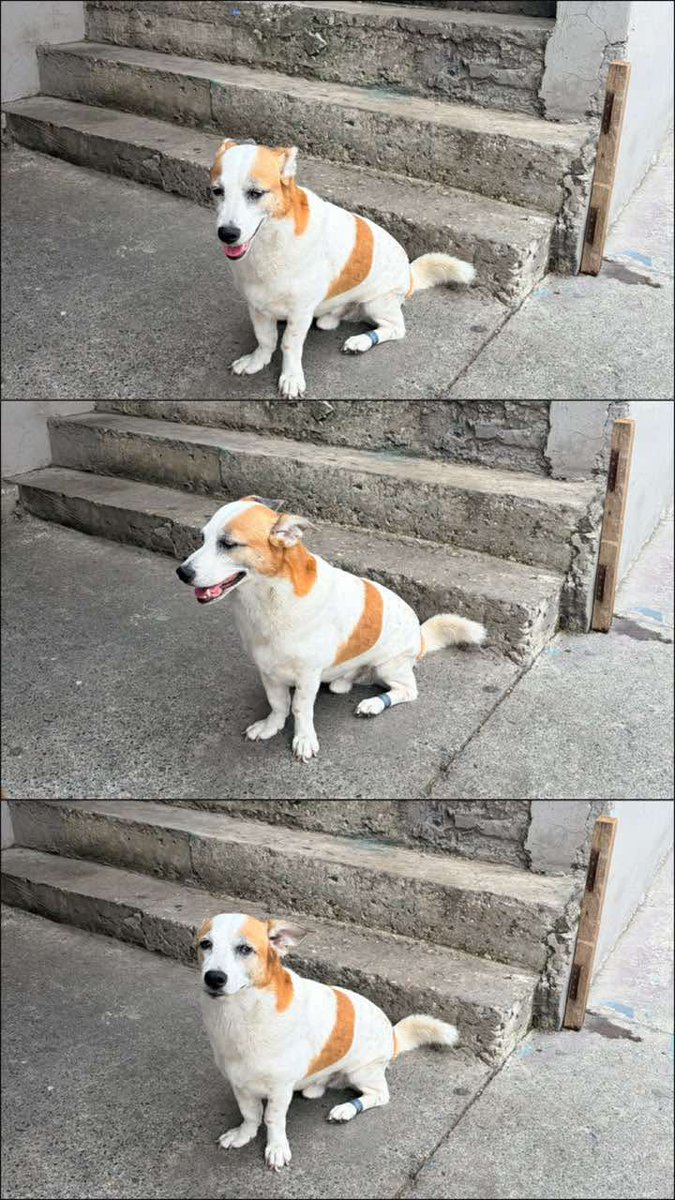 AlertaMePerdi's tweet photo. #ENCONTRADO #GUAYAQUIL
Fecha: 2026-10-01
Sector: Sur, Batallón del suburbio, Calle 43 entre M y N
Sexo: Macho
Raza: Mestizo
Observación: perro con manchas cafe
Contacto: 0989376933
¡Ayúdalo a volver con su familia!
 #AlertaMePerdí https://t.co/G6rBYQ4GGs