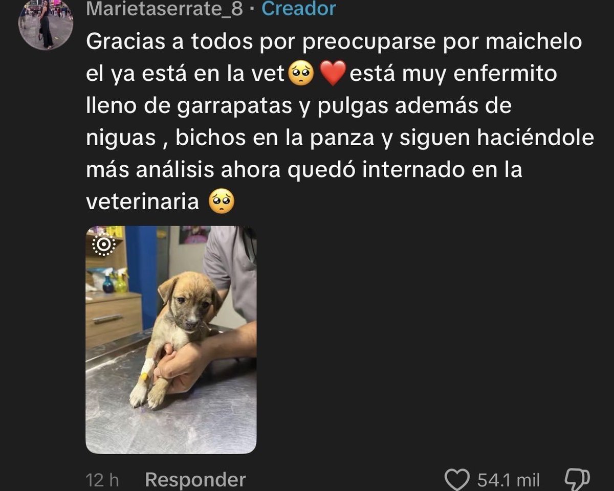 niokii0's tweet photo. @Markitosthm Pobre, se va a pegar un tiro ahora porque le robaron a su perrito lleno de garrapatas y parásitos que necesitaba atención veterinaria urgente :( https://t.co/wKHxKsRuGb