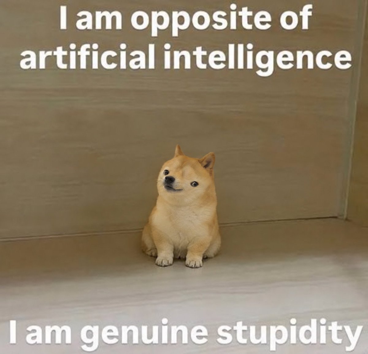 StupidInuInHood's tweet photo. Stupid Inu https://t.co/Ug5IZlSDKC