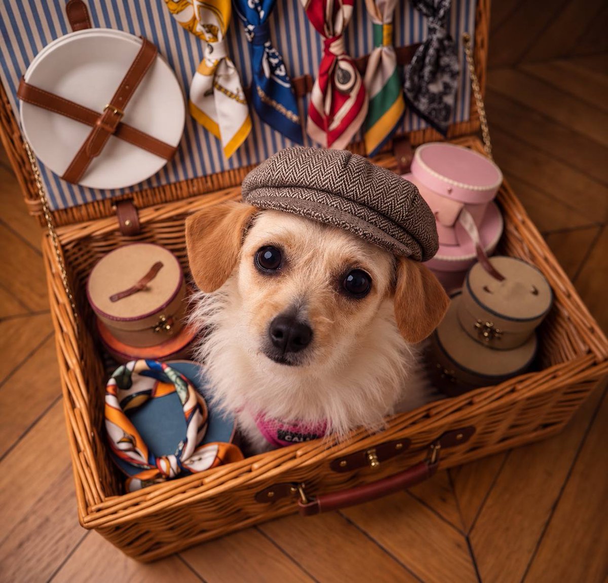 CaliTheFanpage's tweet photo. Me when there's a trip planned in 6 months ✈️🧳 https://t.co/OLL9l0AVHz