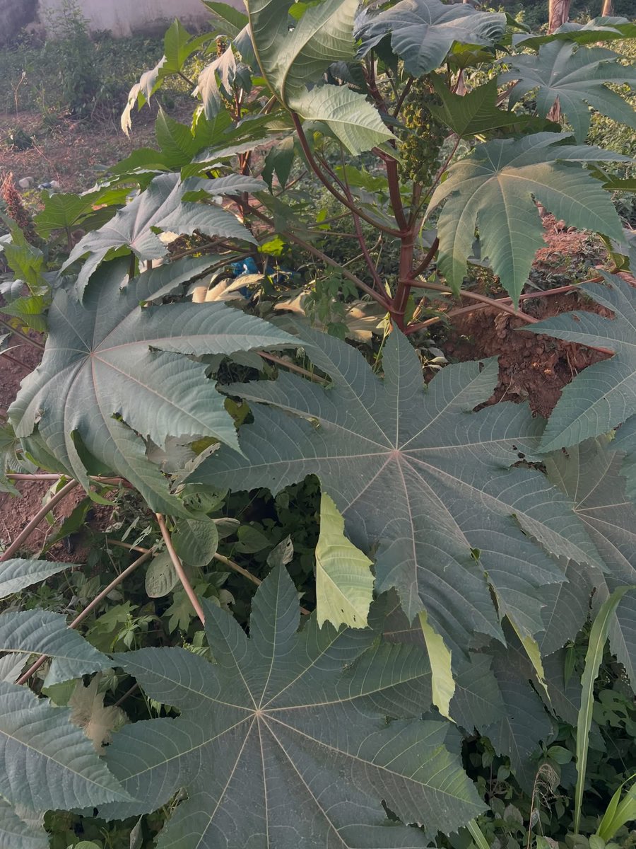 5oddsHene's tweet photo. Don’t worry. You have prayed and prayed and prayed, but you see no changes. Don’t worry.

The name of this plant is castor plant. Go and get seven leaves, or fourteen, or twenty-one. Buy a new bucket. Mash it, sieve it nicely, add your salt .

Every night when you are going to sleep, or when you are about to sleep, just use some to wash yourself. But bear in mind, stay away from sex. You need to wash yourself without using a towel.

Do it continuously for seven days. You will see what will happen in your own dream. And trust me, you’ll be your own prophet, and you’ll know what is happening in your own life.

Cc Tanu Richmond