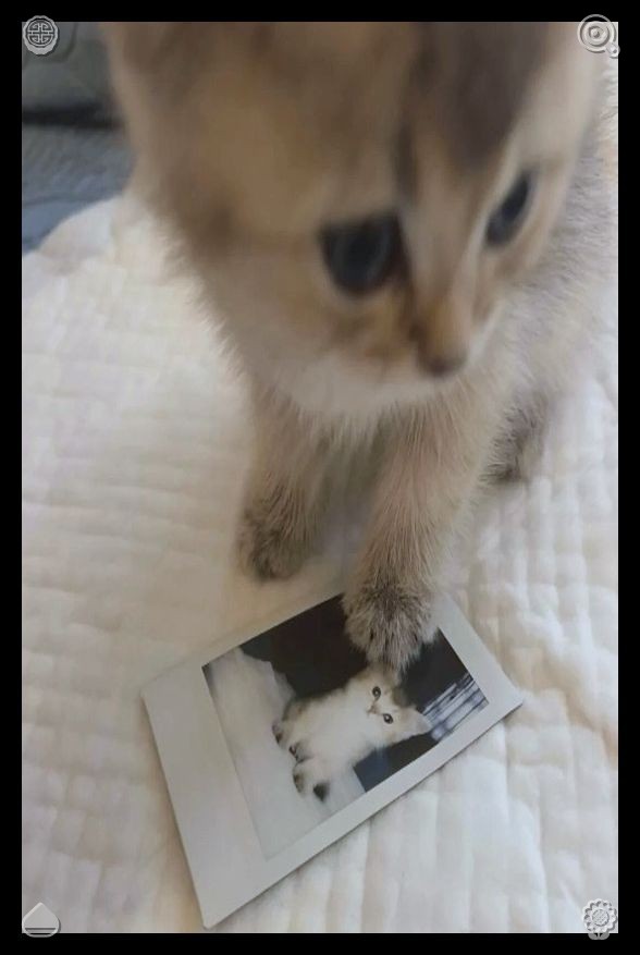 Joseosantana2's tweet photo. ⛲Kiwi Compote The kiwis are freshMia smiled. “He’s lucky to have you. You’re so good with scared animals. Remember when you rescued that stray cat from the parking lot last year? You had her eating out of your hand in a day.” https://t.co/qyGKGvdIxe