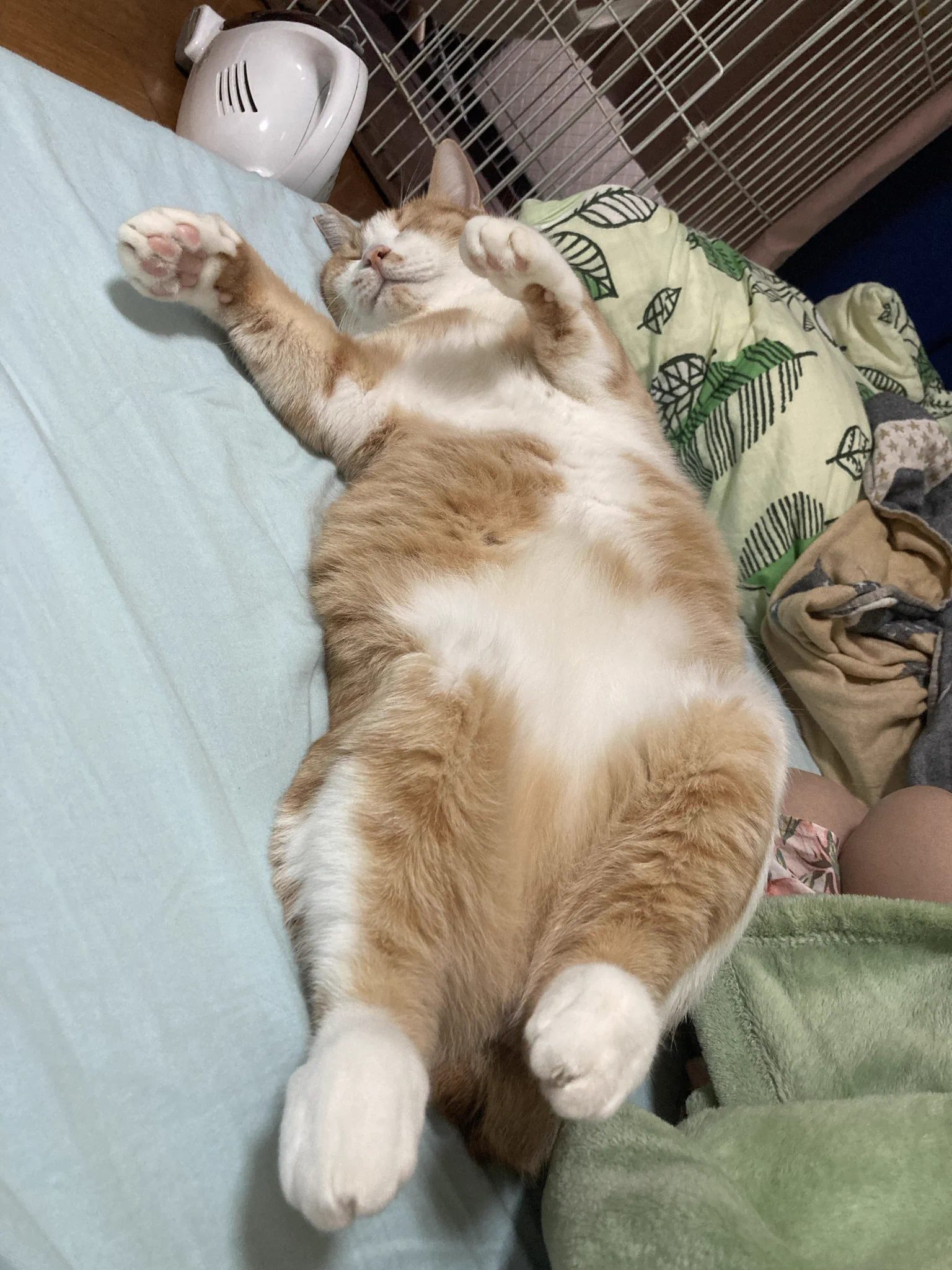 シャシャ on X: 