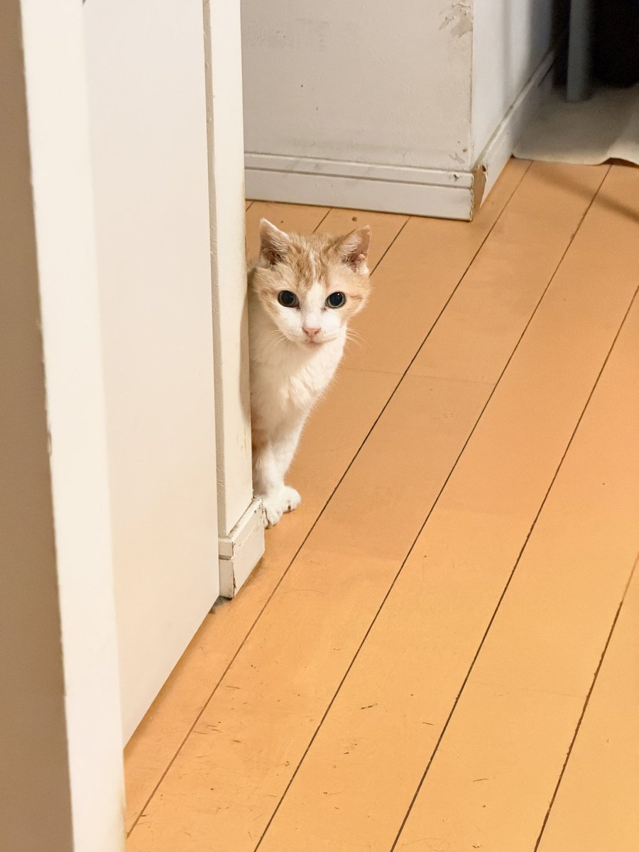 ClubCats4's tweet photo. おはようございます。
アイちゃん。
まだゴハン足りないんですけど！の画

なんだかあやしい天気ですこと。
今日もご安全にお過ごし下さいませ。

#猫　#ネコ　#ねこ　#cat https://t.co/mdw0OtMgTi