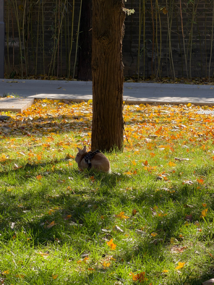 jesse_shift_c99's tweet photo. When going out for an outing, I unexpectedly saw a little rabbit that had strayed into the apricot forest, and its neck was slightly bent, looking both cute and a bit clumsy! https://t.co/WjXrcbaENE