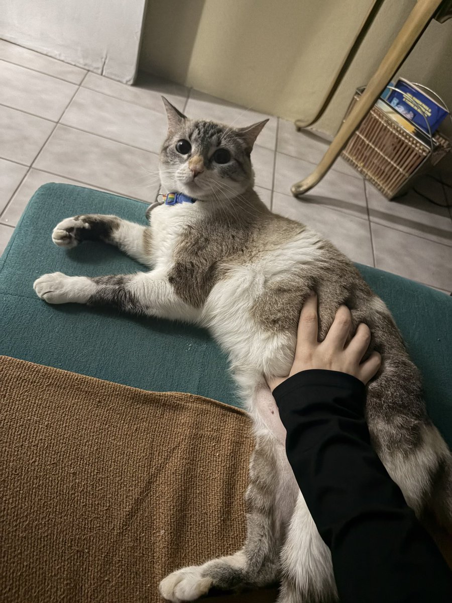 Bimbim_cat's tweet photo. Momby do donot bim tum https://t.co/NTAdW37F11