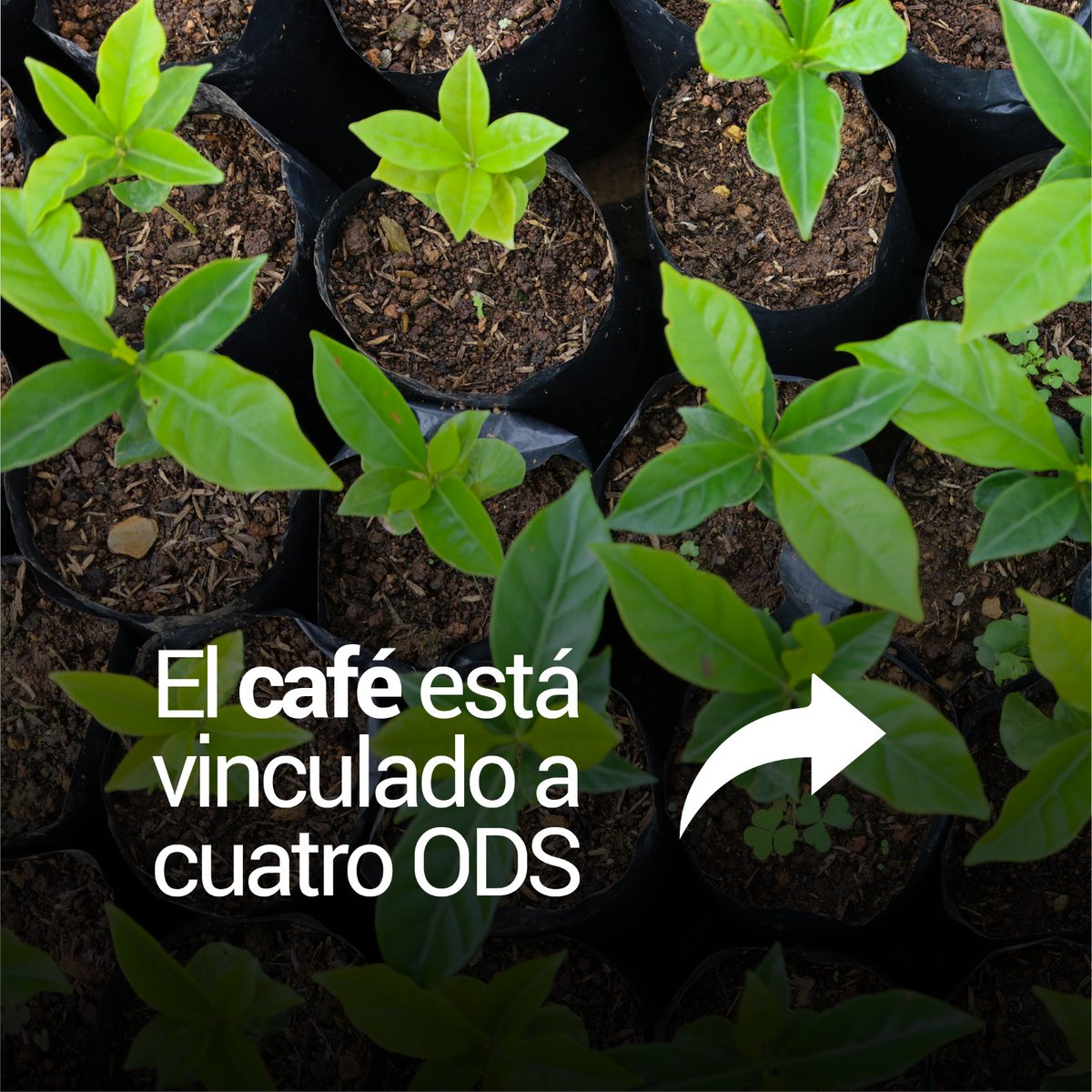 UNODCBolivia's tweet photo. En Los Yungas, la UNODC con el apoyo de @BoliviaKoica y la @UEenBolivia, impulsa sistemas agroforestales con el café como alternativa sostenible a la expansión de cultivos excedentarios de coca, fortaleciendo economías locales y familias.

#DíaInternacionalDelCafé https://t.co/5c18C2Z7SI