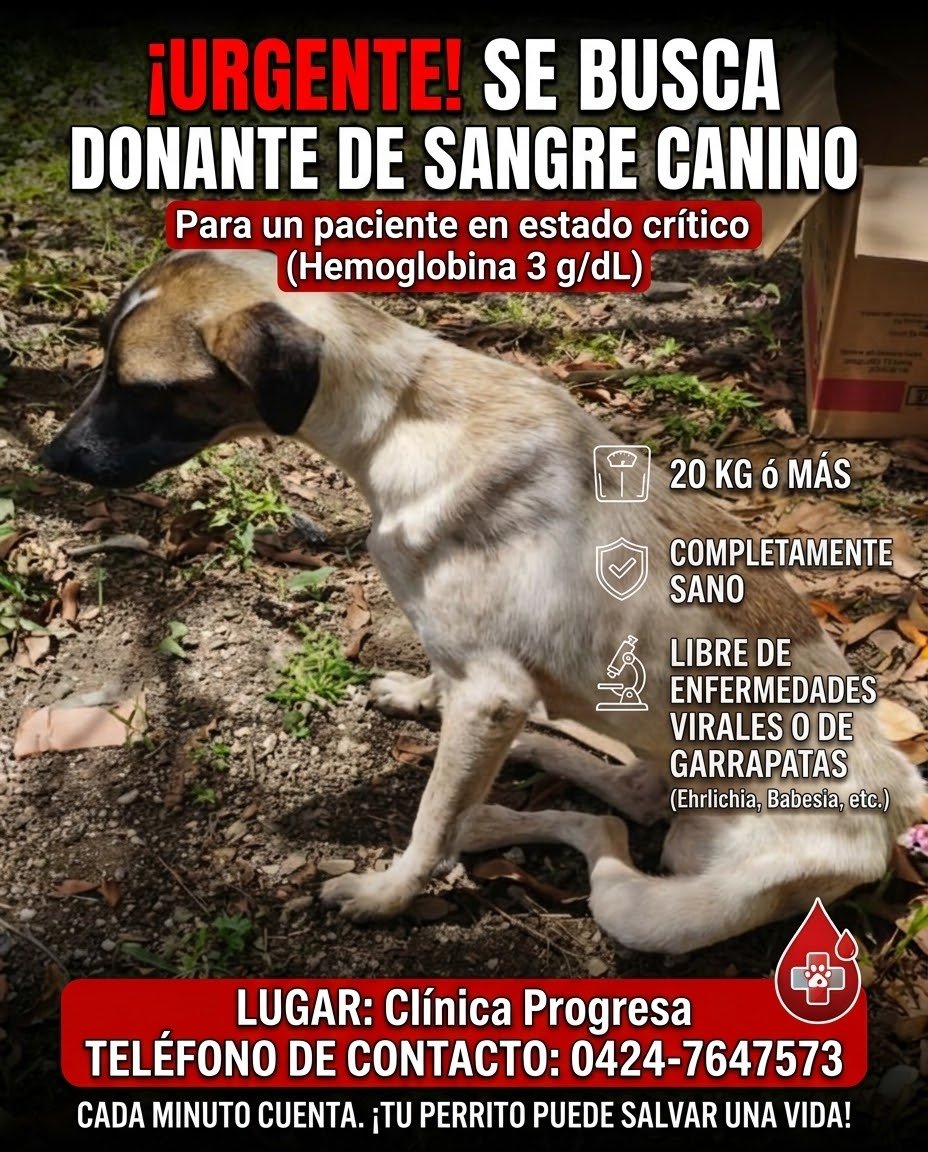 SOSFaunaMerida's tweet photo. Mérida urgente. . donante de sangre https://t.co/y7DooaFWBA