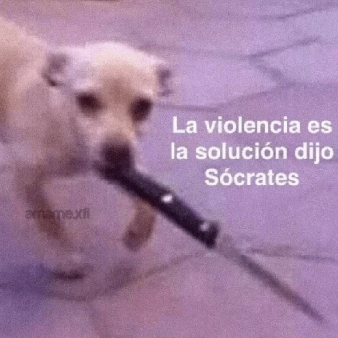 faveland_'s tweet photo. A GOLPES JAJAJAJAJAJAJAJAJA ella sí piensa que la violencia es la solución 
#elrenacerdeluna https://t.co/WbImhurqOc