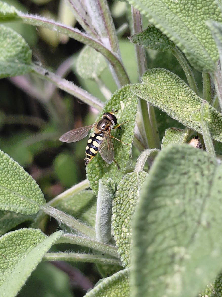 sunflower765277's tweet photo. Happy Friday, everyone! 🌼
For #Flyday I'm sharing a photo that I took of a hoverfly resting on the sage leaves. Always nice to see all these little creatures in the garden 🌿🍃🐝

#MyGarden #Insects #NaturePhotography https://t.co/IT2ek7ihTk