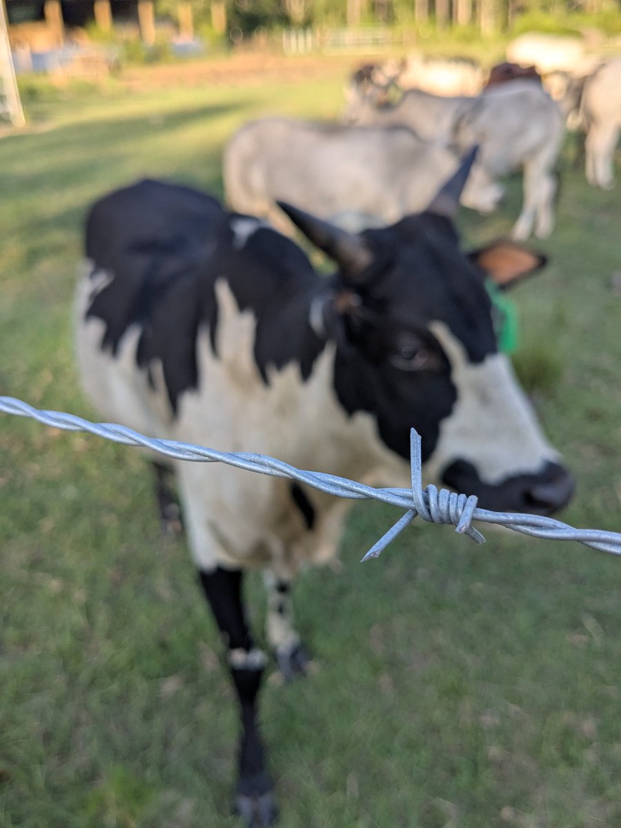 wood_luce's tweet photo. @HemmerleinLee He's beautiful. I love his color pattern. This is my #2. My Brutus was getting old so my brother brought in this guy (blurry pic 😂) https://t.co/d9rXbQI5jN