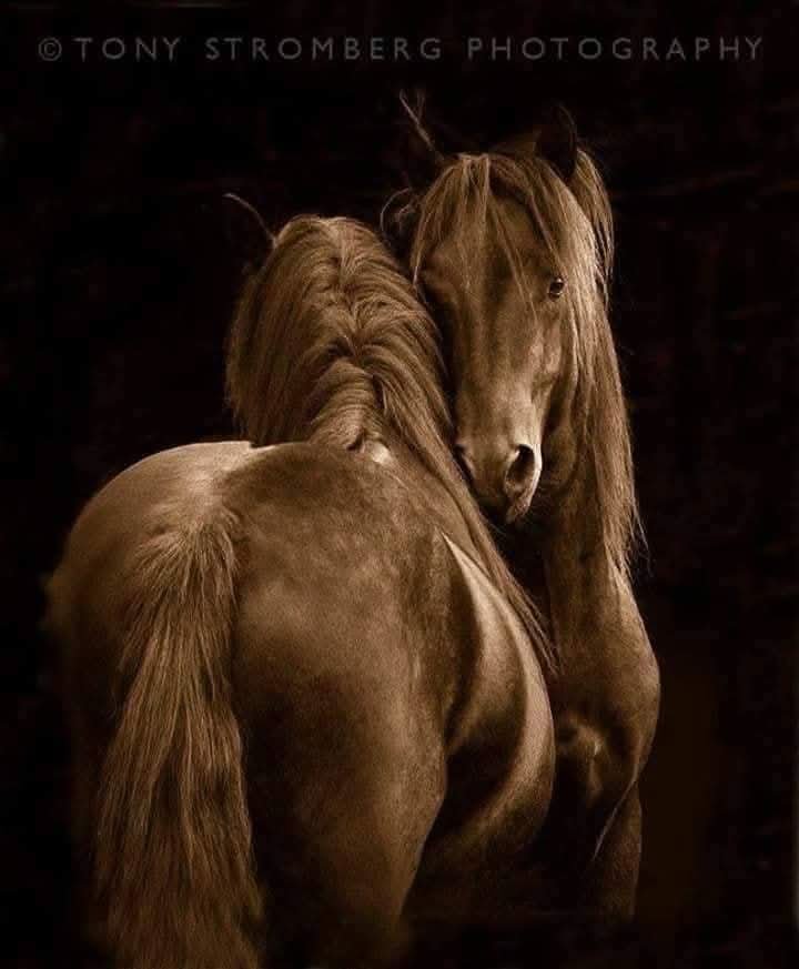 KhaledSwels4's tweet photo. حِينَ نشعر بِـ الأمان
تتحوَّل الثرثرة إلى إعترافات صغيرة
 نحكي التفاصيل التي لا تعني شيئاً لِـ العالم ، لكنَّها تعني لنا الكثير ... "

الأمان أولاً… فِـ حين يأمن القلب ❤️
تتعرَّى الكلمات مِنْ حذرها..
و تخرج المشاعر كما وُلِدت..
صادقة ، عفوية ، و بلا أقنعة...!
#Khaled #Swelam https://t.co/HXmrUtsHv2