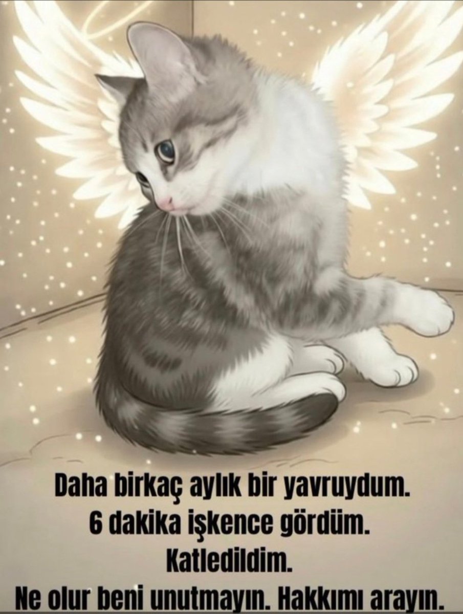 Ayn344's tweet photo. MİNİĞİ UNUTMA 
Kim demiş unutuldu diye 
Biz vicdanımıza kazıdık ona yapılanları Unutmayacağız
Unutturmayacağız
#YavruKediçinAdalet https://t.co/rehj2yr5dc