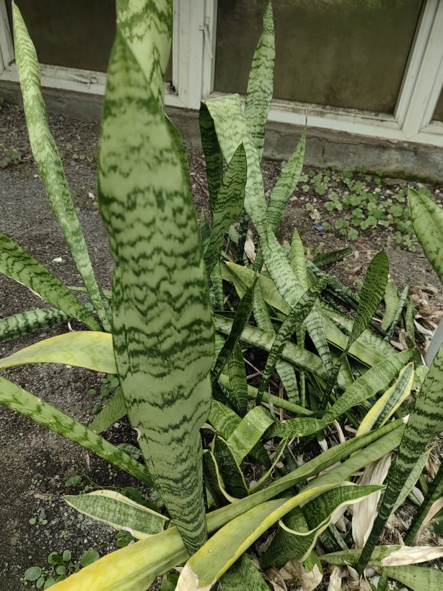 AriannaHolyst's tweet photo. Tu sansevieria necesita poca agua y ama la luz indirecta: evita encharcar la maceta y prosperará sin esfuerzo! https://t.co/48ycmwWYzG