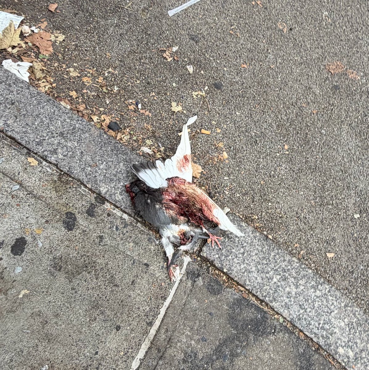 DrewPavlou's tweet photo. I was just walking through Chinatown and I almost stepped on a dead pigeon with its guts out right next to a bunch of homeless people sleeping in the street. I then turned around an old guy spat at the ground right next to me.

It’s very interesting cause like 2 streets away you have a bunch of cool trendy art gf stores where a bunch of stylish, cool, sophisticated and hot young people of all different races just chill together in peace. So you have actually existing successful 2000s globalisation aesthetic multiculturalism but then 2 streets away you have YooKayification - pigeon with its guts out and crazy mentally ill hobos sleeping on the street.

How does this work? I am really interested in this cause America seems to have pockets of absolutely amazing successful modernity just coexisting next to massive social decay and collapse.