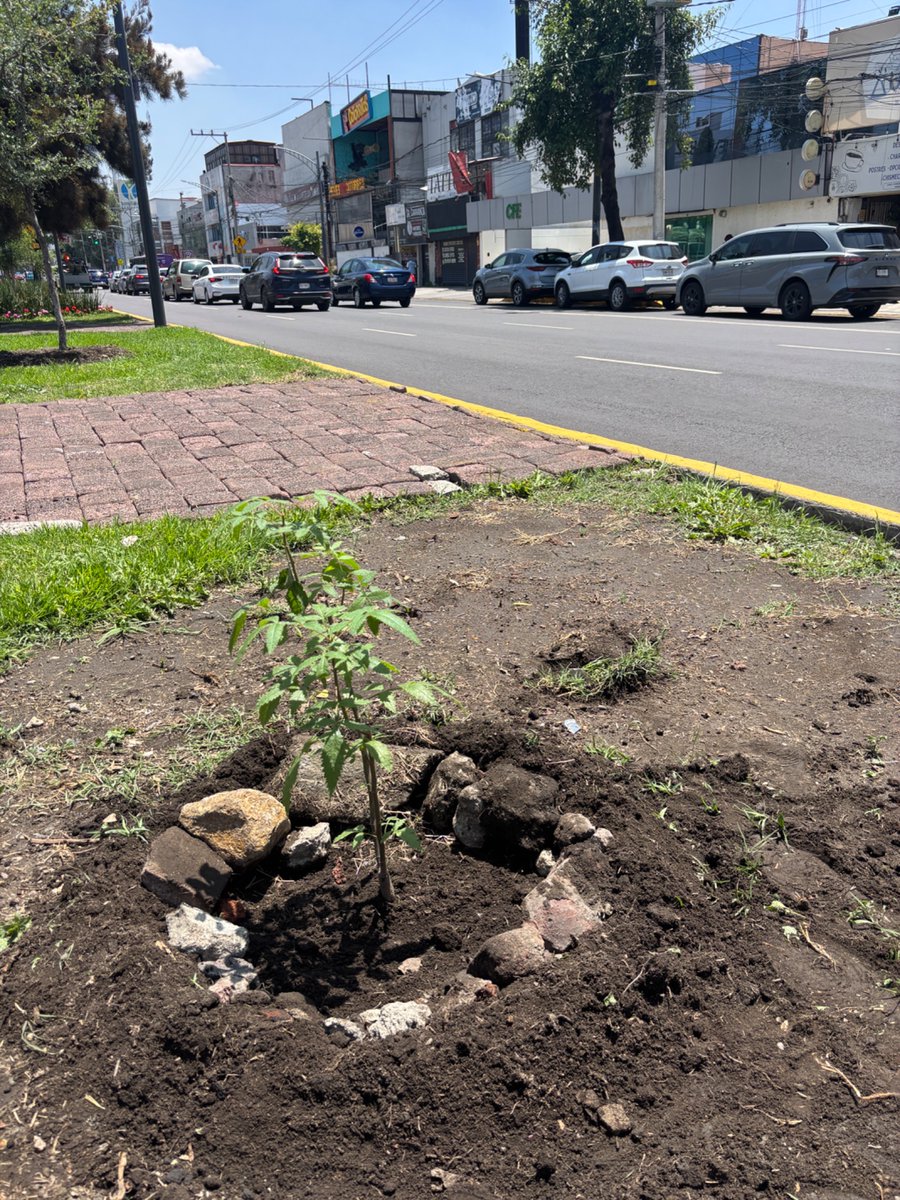 CAVOvalecillo's tweet photo. El peor enemigo del arbolado urbano es la SOBSE.

El 14 de julio planté un copal, especie nativa y de gran valor ambiental, en Miramontes. 

Le hice su cajeta para delimitarlo. Espero, la @SOBSECDMX lo mató al podarlo y trozarlo de sus puntas. https://t.co/sH7ZtYlyrv
