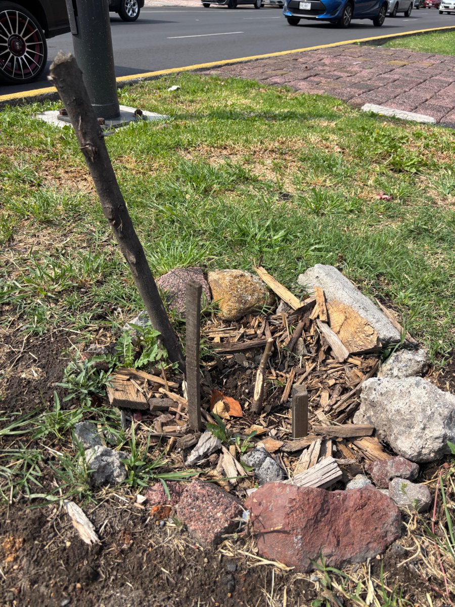 CAVOvalecillo's tweet photo. El peor enemigo del arbolado urbano es la SOBSE.

El 14 de julio planté un copal, especie nativa y de gran valor ambiental, en Miramontes. 

Le hice su cajeta para delimitarlo. Espero, la @SOBSECDMX lo mató al podarlo y trozarlo de sus puntas. https://t.co/sH7ZtYlyrv