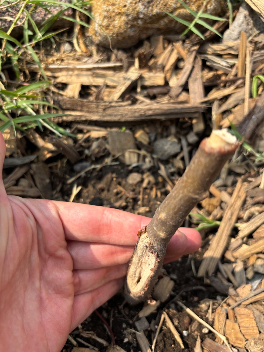 CAVOvalecillo's tweet photo. El peor enemigo del arbolado urbano es la SOBSE.

El 14 de julio planté un copal, especie nativa y de gran valor ambiental, en Miramontes. 

Le hice su cajeta para delimitarlo. Espero, la @SOBSECDMX lo mató al podarlo y trozarlo de sus puntas. https://t.co/sH7ZtYlyrv