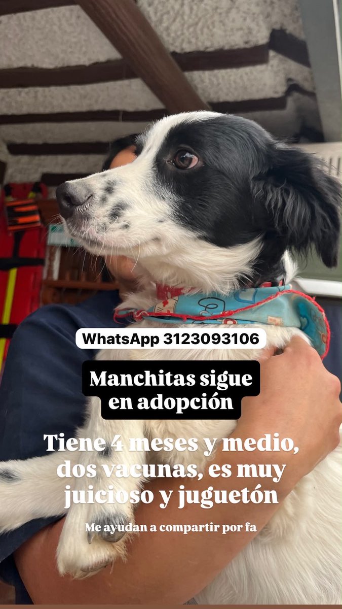 PetAngelsCol's tweet photo. Cachorritos hermosos en adopción ♥️🐶 https://t.co/Iy35lXFXNE