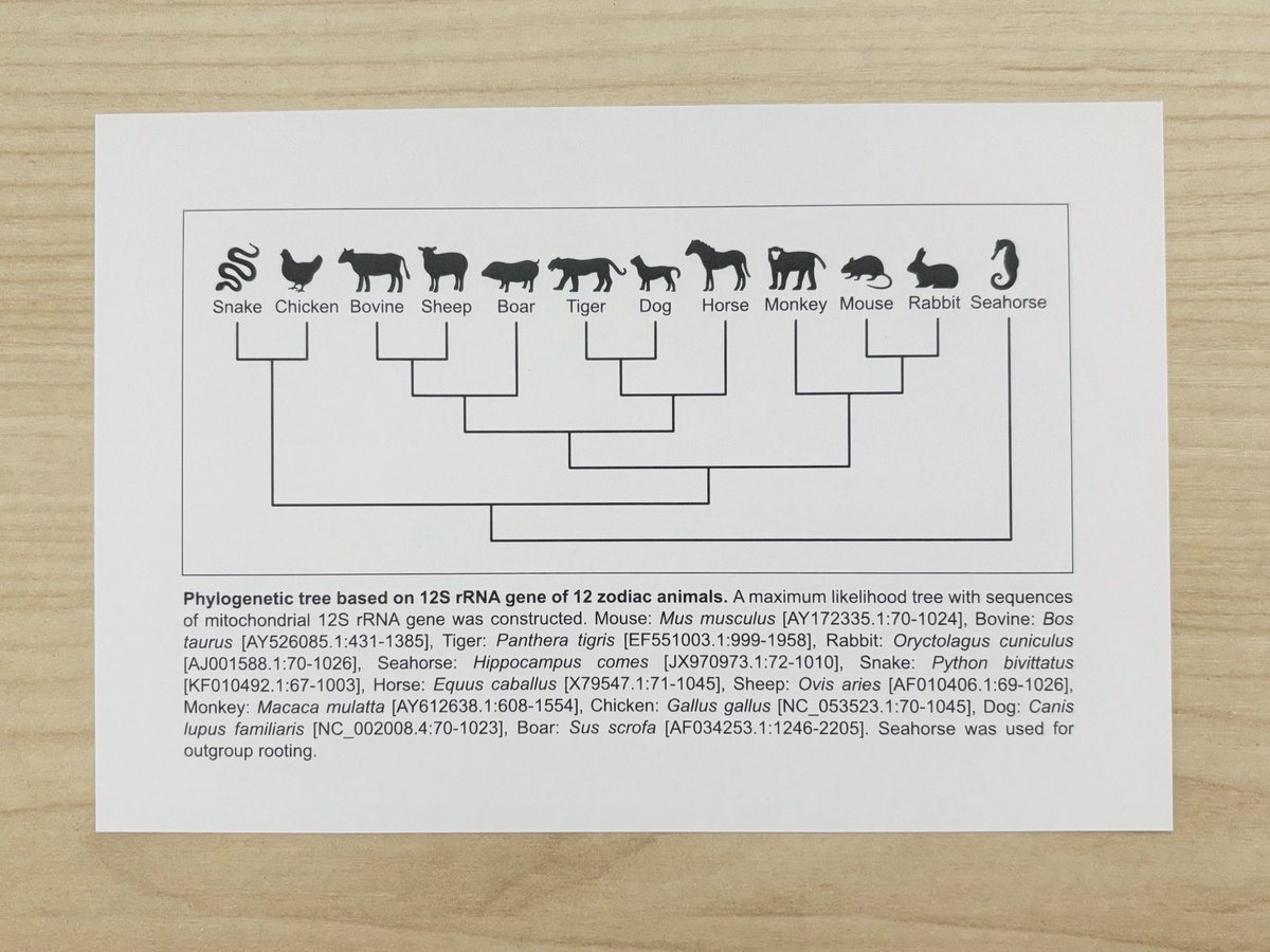 orittle2022's tweet photo. 『年賀状ポストカード』

干支の分子系統樹が描かれた年賀状カード。
十二支ということで、ミトコンドリア12S 
rRNA遺伝子配列をアライメントしました。

#いきもにあ2026 https://t.co/1RrFLo4wRE