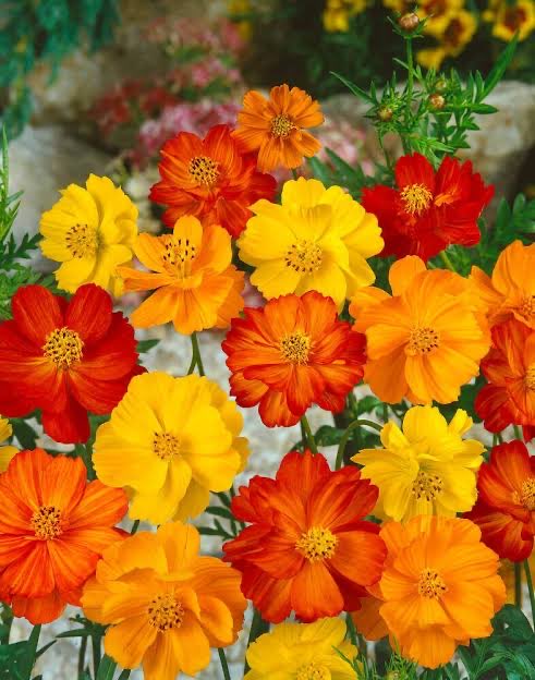 terry_cafe808's tweet photo. 朝の光を浴びたキバナコスモスは、まるで小さな太陽。黄色やオレンジの花びらが風に揺れるたび、眠っていた街まで明るくなるようです。忙しい一日の始まりに、そっと元気を分けてくれるような、素敵な花です。
#お花がすき https://t.co/NQZB7MCjzg