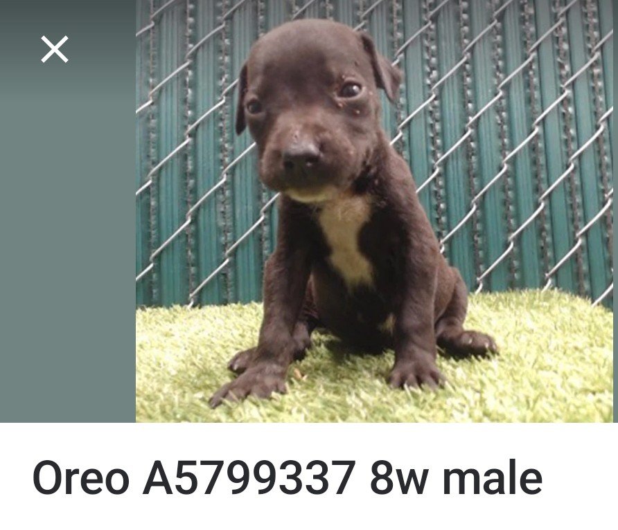 mapleveewesem's tweet photo. 🚨🐾🚨 Puppy OREO has been posted to the Downey California workboard, but no 72 hr rescue plea has been sent yet. Nothing on his card yet except that he came in stray &amp; is 8 weeks old (website says 1 month) His litter mates are not on the workboard yet.
#A5799337 info 🔽 https://t.co/Lwp57mVgMi
