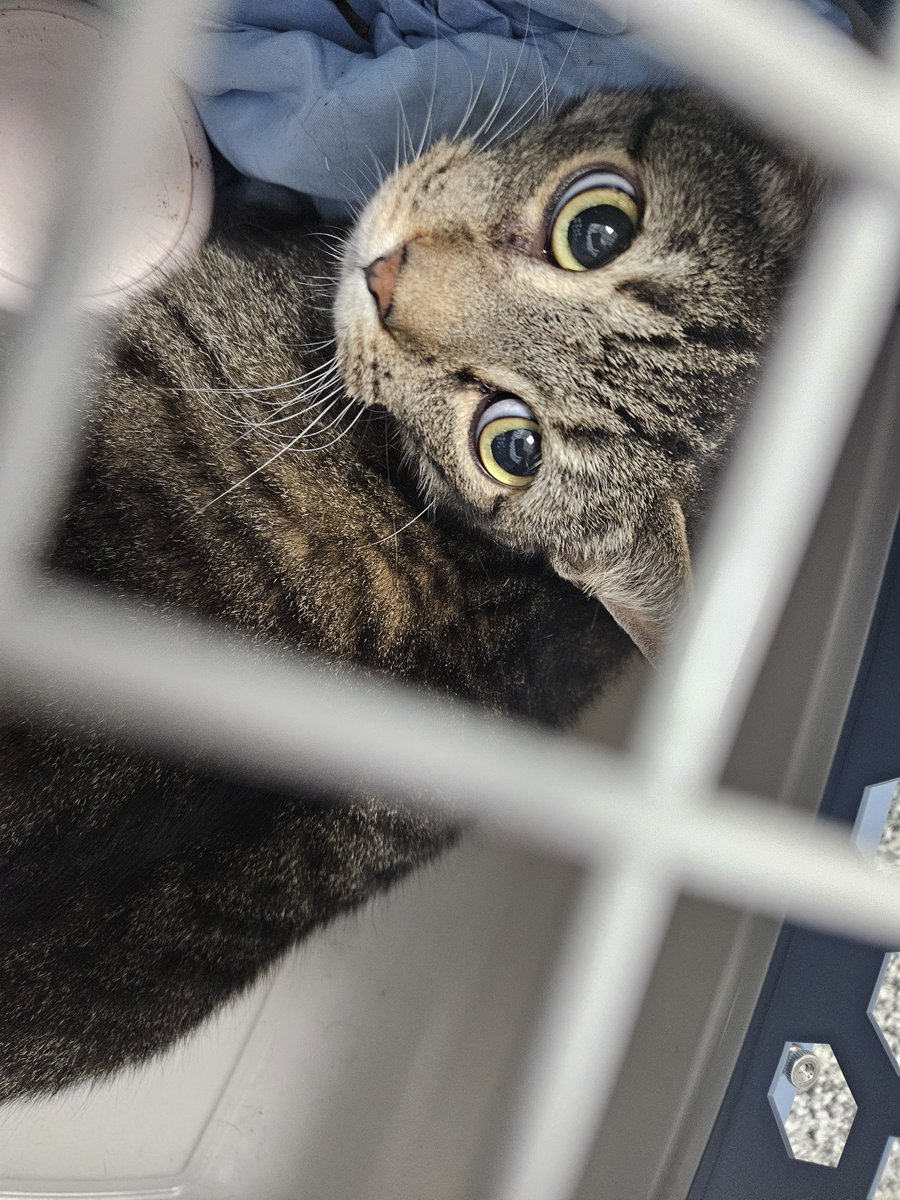 zmoriia's tweet photo. My chunky chud prince is at urgent care 😭 please send us good vibes https://t.co/3FGUW31tRG