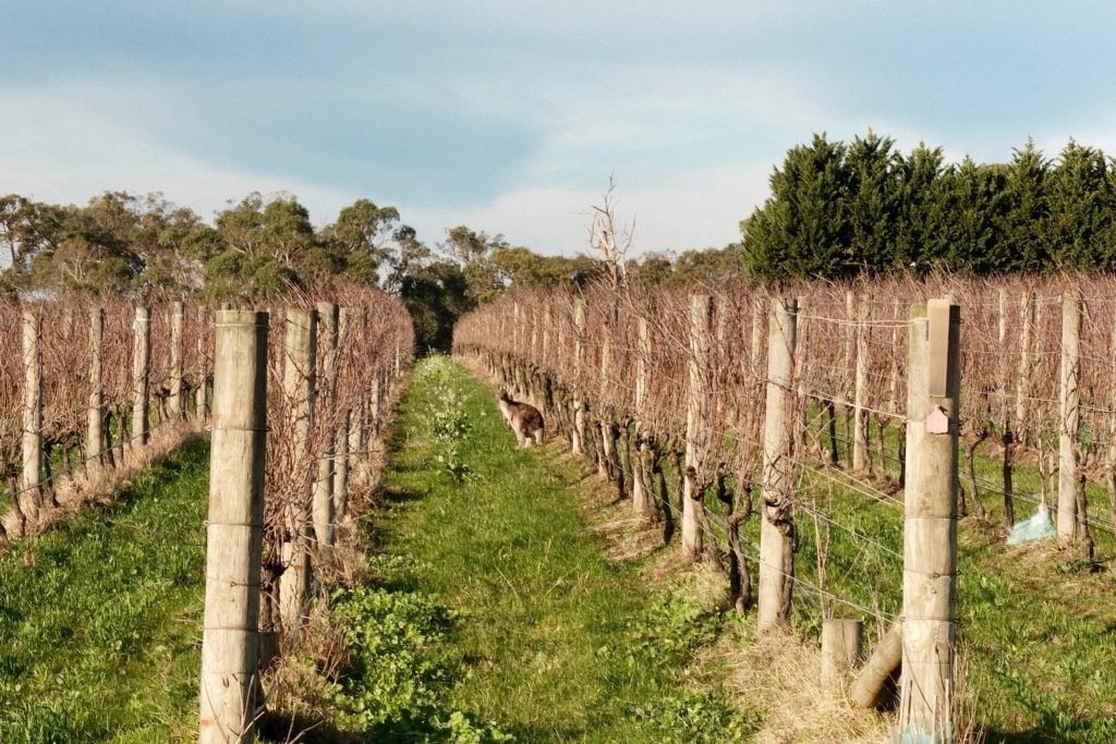 TheRealRvw's tweet photo. The Real Review hits the road in the Mornington Peninsula, exploring the region’s pinot noir, its vineyards and the people shaping its future. https://t.co/6s2Juptids https://t.co/5tuUFGJ0oH