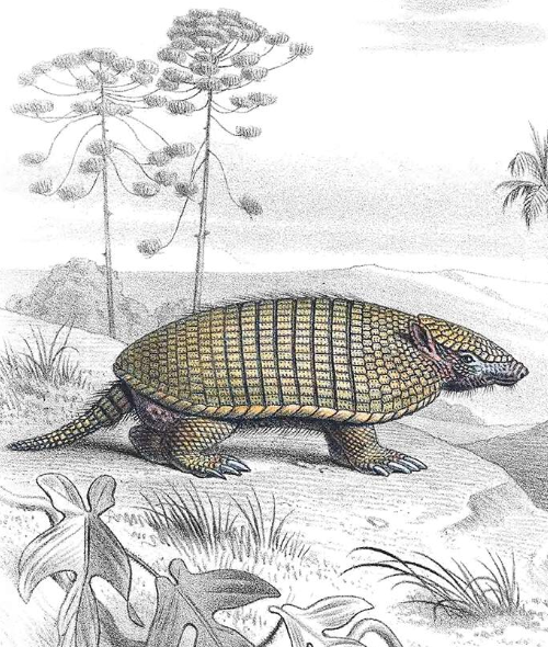 BestCryptids's tweet photo. Historically armadillos may have been way more widespread than we thought. missionary Pierre-Jean De Smet reportedly saw them as far north as the Oregon High Desert https://t.co/E3MOT9mzGA
