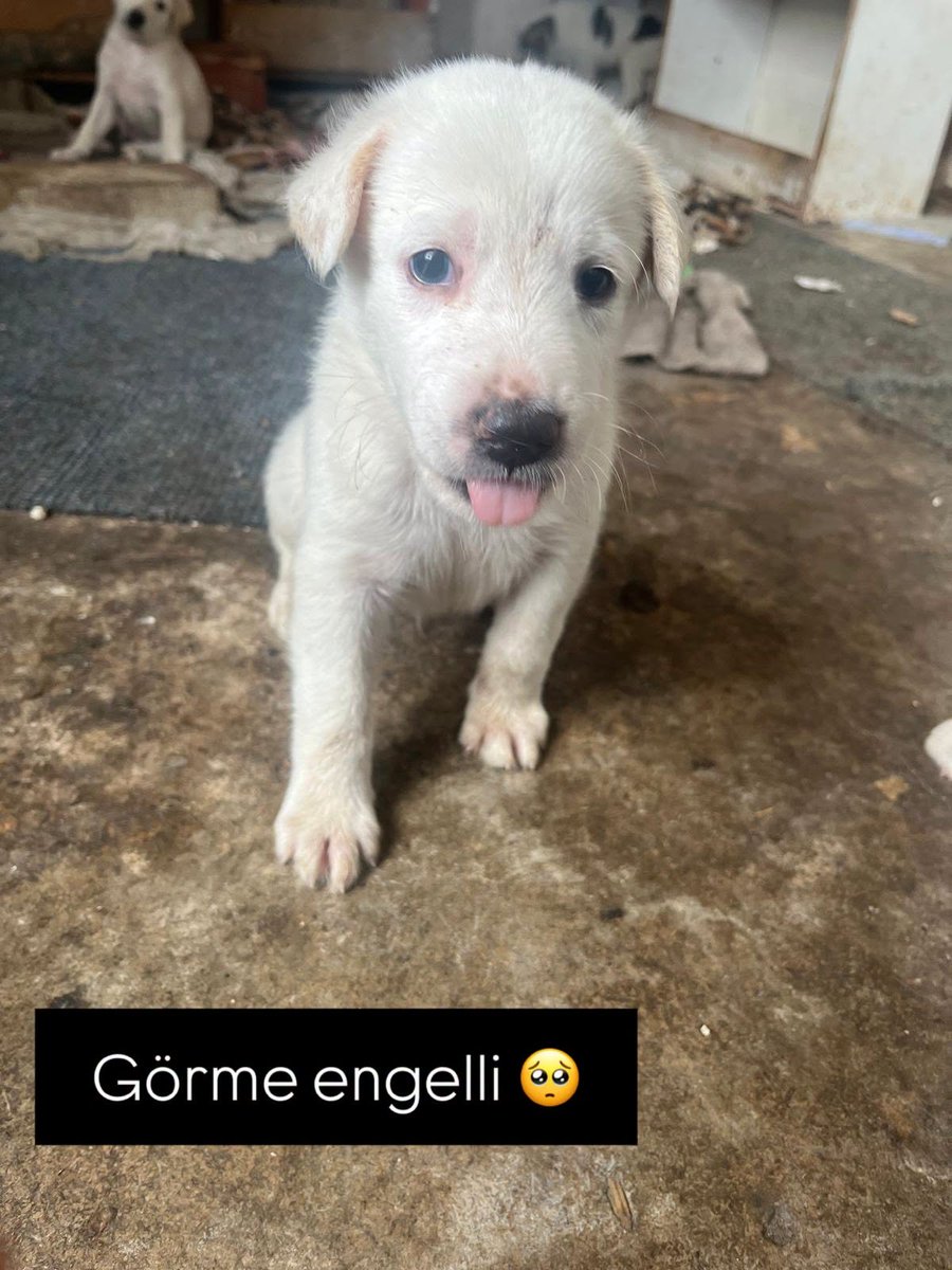 zllktlr's tweet photo. "GÖRME ENGELLİ 
1,5 aylık erkek yavru. Doğuştan gözleri görmüyor. Şu an dışarıda, hiç güvenli olmayan bir yerde yaşıyor.
Eğer yuva çıkmazsa engelli haliyle hayatta kalması çok zor. Çok akıllı, çok tatlı bir can.
İstanbul
İLETİŞİM: 0533 543 91 51  https://t.co/CO4A41eXp2 https://t.co/haQykuGpCg